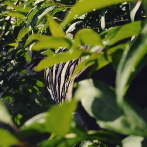 Monsieur Camouflage dans son environnement